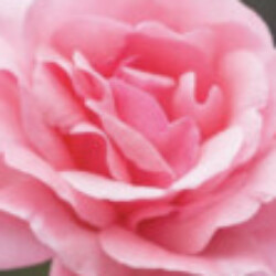 Profile photo of taniya