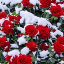 Profile photo of nishanth perera