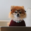 Profile photo of MrDfox