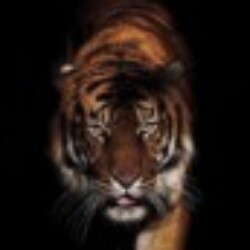 Profile photo of Shadows_of_wild