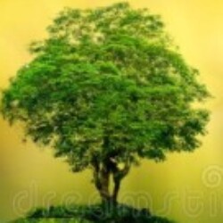 Profile photo of Asanka