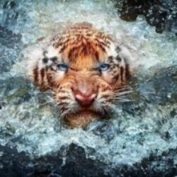 Profile photo of Pawan27