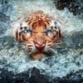 Profile photo of Pawan27
