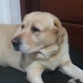 Profile photo of dayan indika