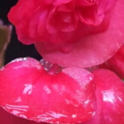 Profile photo of WildDad