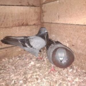 Profile photo of KUMARA33M