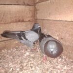 Profile photo of ARMYBOY33