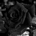 Profile photo of induwaradee