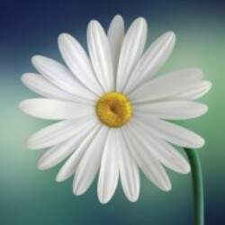 Profile photo of shen