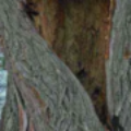 Profile photo of tanuka kumara