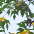 Profile photo of Shalitha