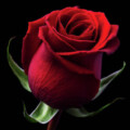 Profile photo of scarletrose