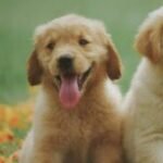 Profile photo of Geeth27