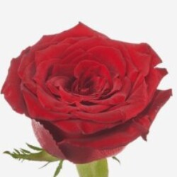 Profile photo of ashanthi