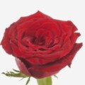 Profile photo of ashanthi