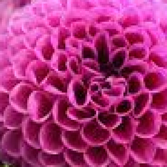 Profile photo of Bandara