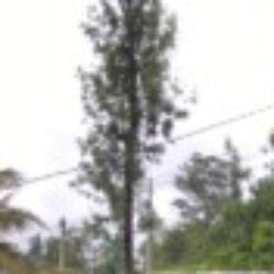 Profile photo of Visu