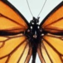 Profile photo of Ronald