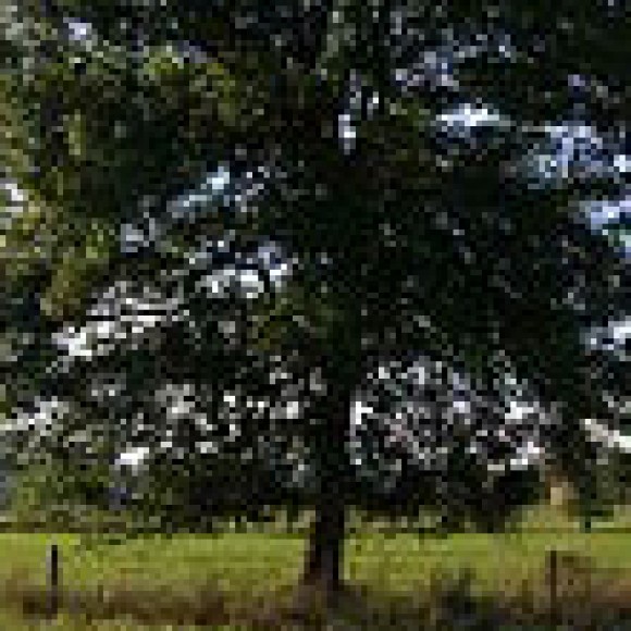 Profile picture of geerh