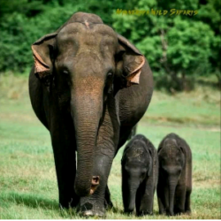 Profile photo of Ruwan34