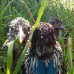 Profile picture of Gimhan Tharuka