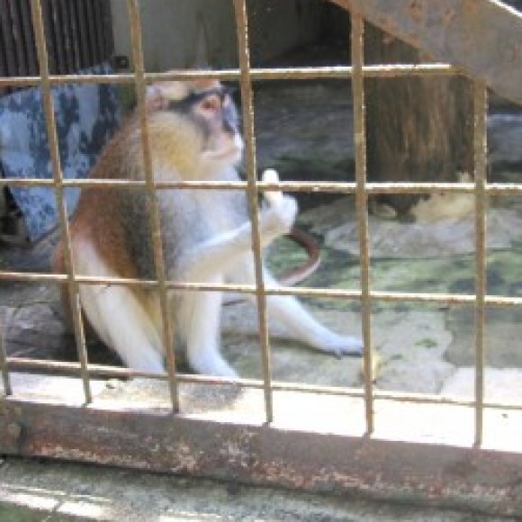 Profile photo of dilan niroshana