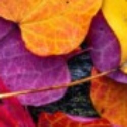 Profile photo of Pasanb