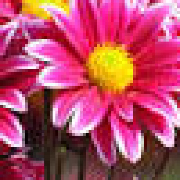 Profile photo of Ruwan Kumara