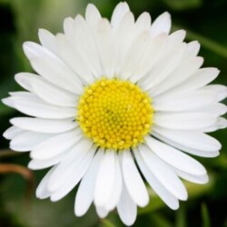 Profile photo of Nishani
