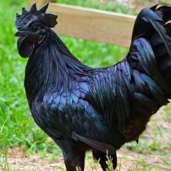 Profile photo of Asanka ?--(only females)