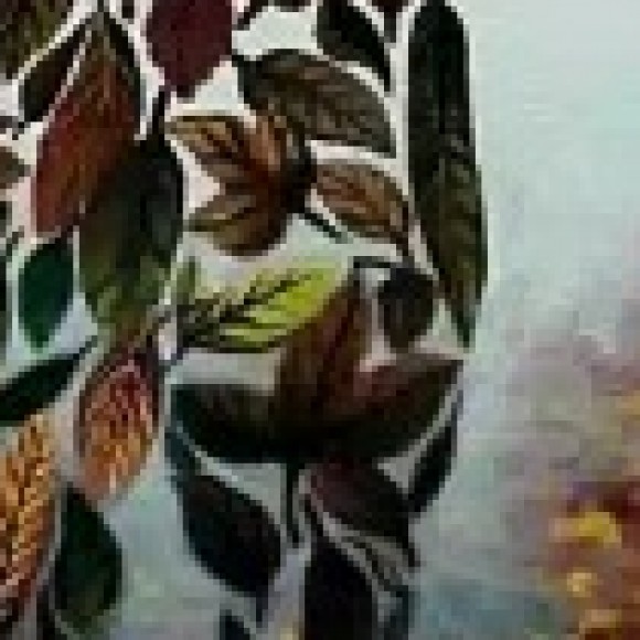 Profile picture of nimnaa