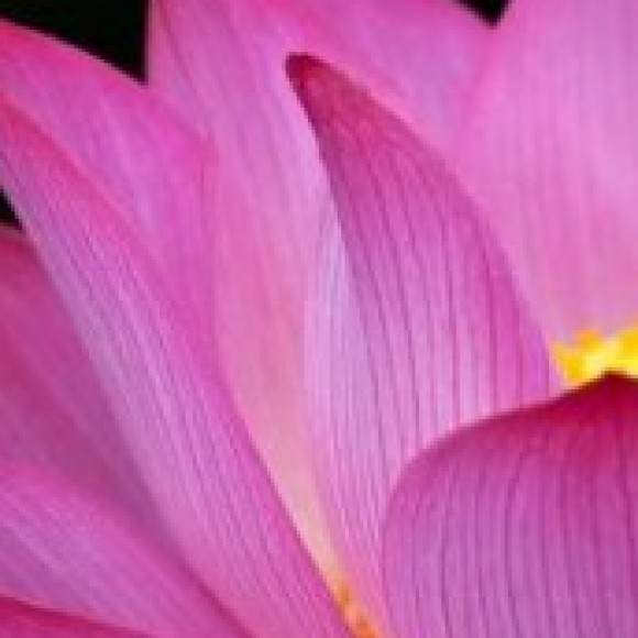 Profile photo of Anura