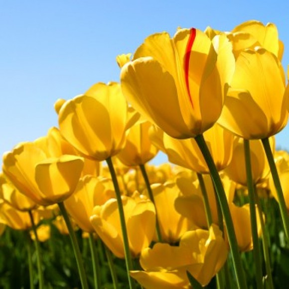 Profile photo of Delon