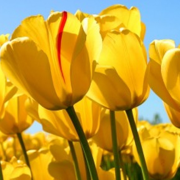 Profile photo of Gimhani