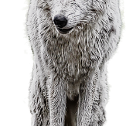 Profile picture of Peter