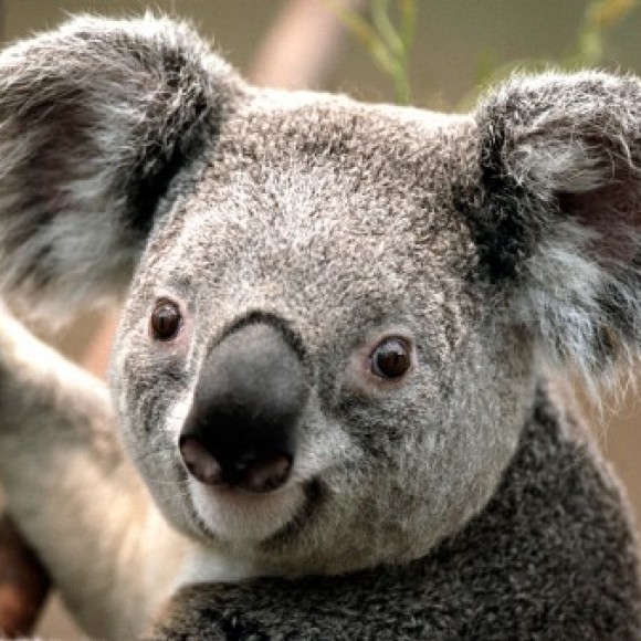 Profile photo of koola