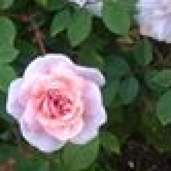 Profile photo of Silve De