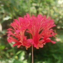 Profile photo of isara