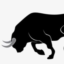 Profile photo of Experienced Bull