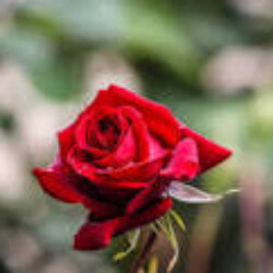 Profile photo of Shiromi