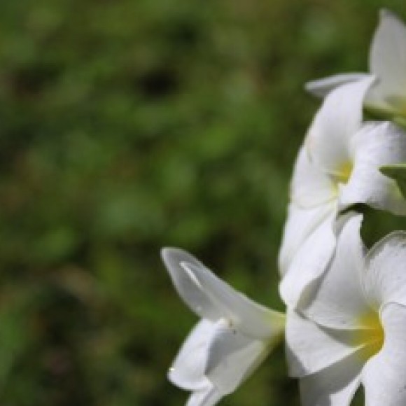 Profile photo of Gayan