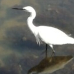 Profile photo of Dil91