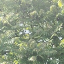 Profile photo of incontenter1