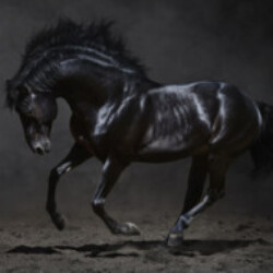 Profile photo of Supun