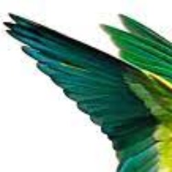 Profile photo of incest