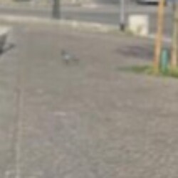 Profile photo of ges221313