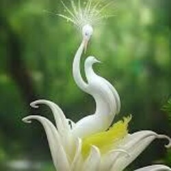 Profile photo of shenon