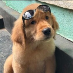 Profile picture of Viraj