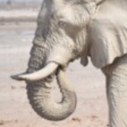 Profile photo of ShewonN