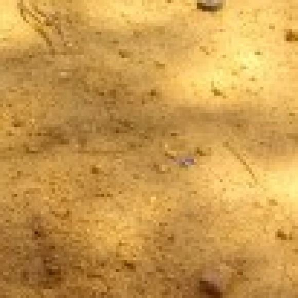 Profile photo of ajitn